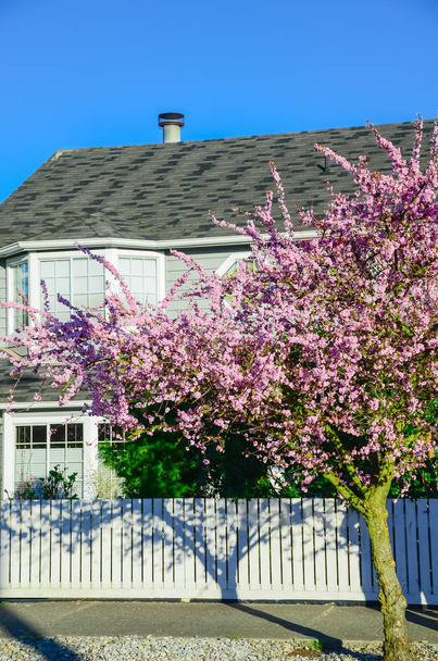 Dom mieszkalny z białym płotem i kwitnącym różowym kwiatem wiśni w Seattle wiosna - Zdjęcie, obraz