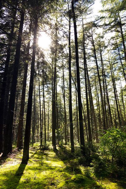 La lumière du soleil brille à travers les arbres dans une belle forêt aux Pays-Bas
 - Photo, image