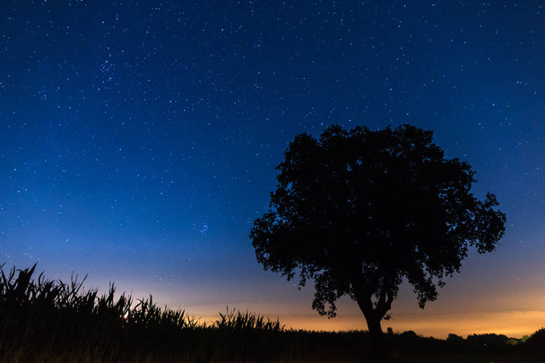 Έναστρο νυχτερινό τοπίο με μια όμορφη σιλουέτα ενός δέντρου και πολλά αστέρια κατά τη διάρκεια της βροχής μετεωριτών Περσείδες στην Ολλανδία - Φωτογραφία, εικόνα