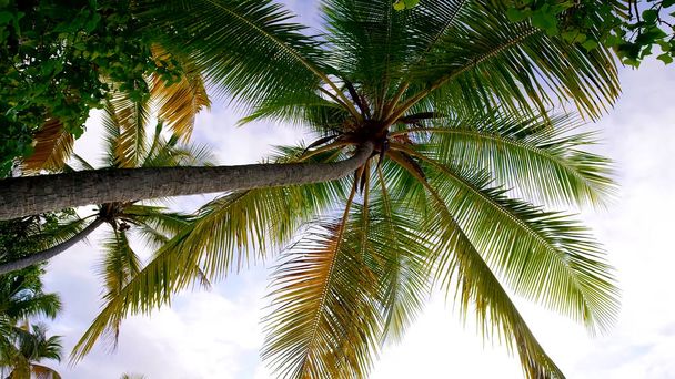 Parte superior de la palmera sobre el fondo nublado del cielo
 - Foto, imagen
