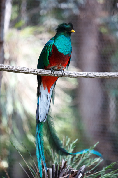 Quetzal - Photo, Image