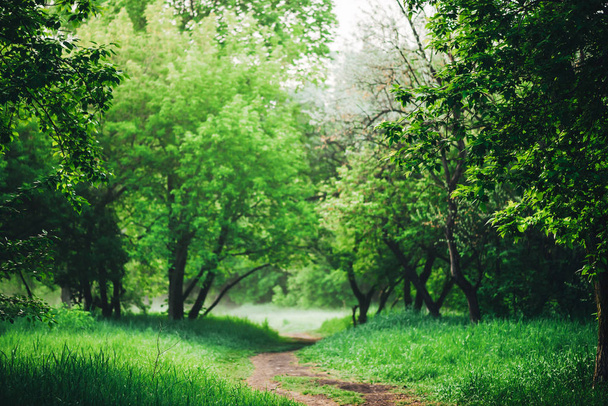 Scenic landscape with beautiful lush green foliage with footpath under trees in park in early morning - 写真・画像