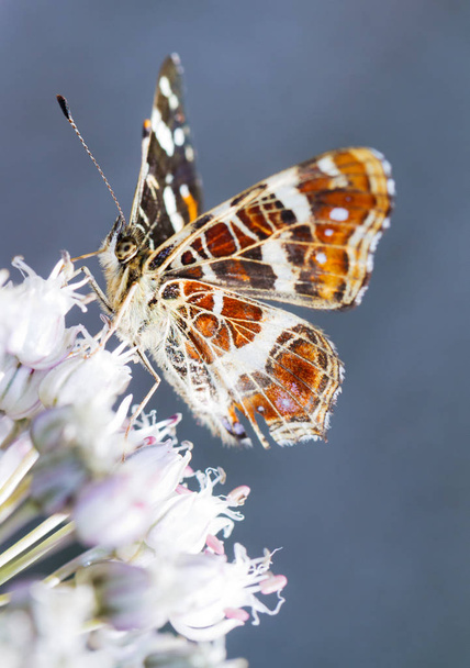 The Map (Araschnia levana) butterfly on an onion flower in summer - Photo, Image