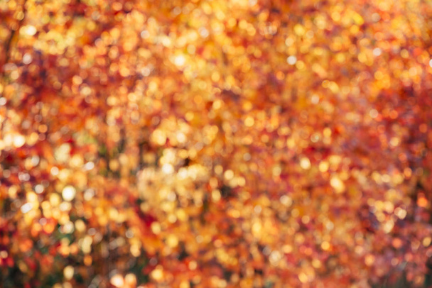 Wazige textuur van weelderige bonte bladeren. Gedempte natuur herfst achtergrond bij zonsondergang.  - Foto, afbeelding