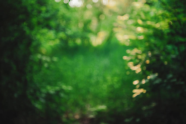 Боке из ярких листьев деревьев при солнечном свете
.  - Фото, изображение
