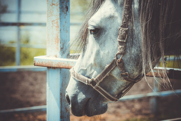 Afraid white horse with sad look in the corral. - Foto, afbeelding