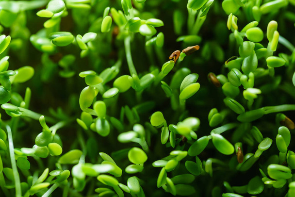 microgreen field, close up - Φωτογραφία, εικόνα