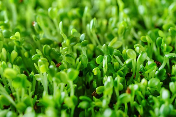 microgreen field, close up - Foto, Imagem