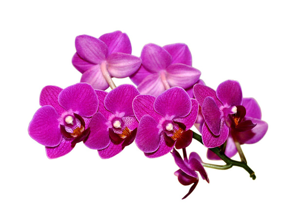 Hermosa orquídea púrpura aislada sobre un fondo blanco
 - Foto, Imagen