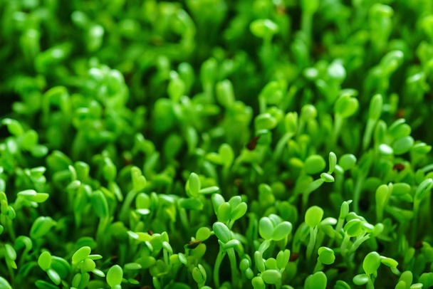 microgreen field, close up - Foto, imagen