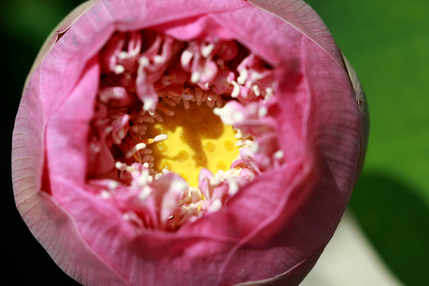 Pink lotus Nelumbo nucifera , Close up , in the park outdoor - Фото, изображение