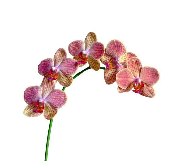 Bella orchidea rosa isolata su uno sfondo bianco - Foto, immagini