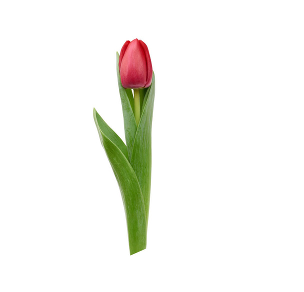 one blooming red tulip with green leaves and stem isolated on wh - 写真・画像