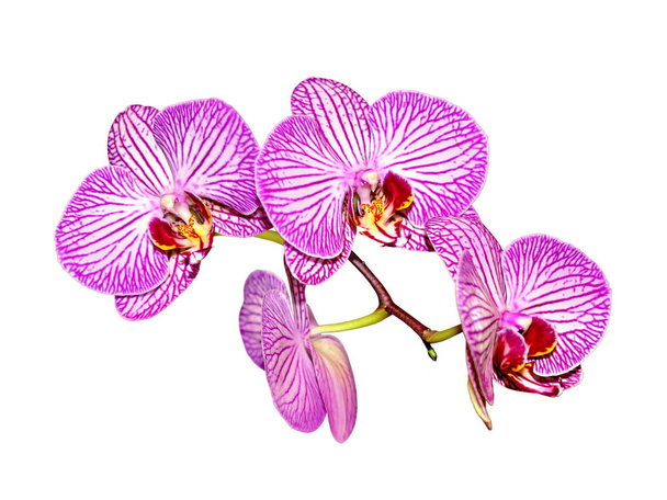 Красивая розовая орхидея на белом фоне - Фото, изображение