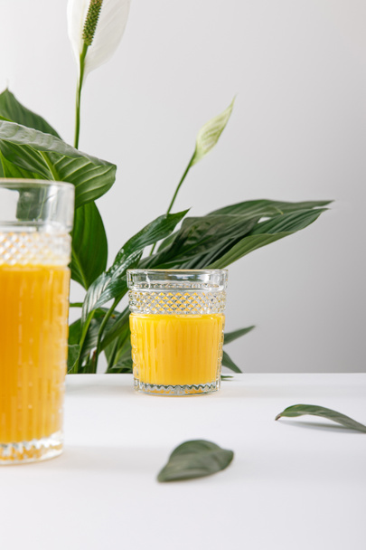 selective focus of glasses of fresh delicious yellow smoothie on white surface near green peace lily plant isolated on grey - Фото, зображення