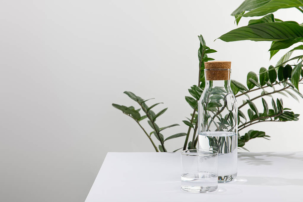 glass and bottle of fresh water near green plants on white surface isolated on grey - Foto, imagen