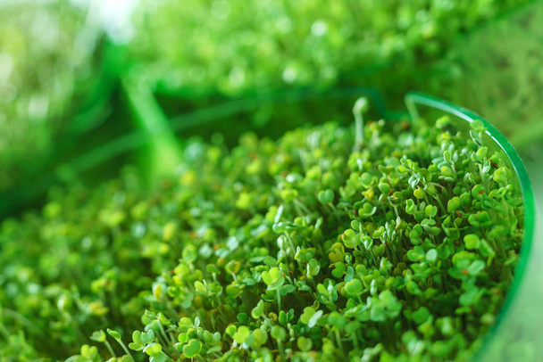 micro green field, close up - Photo, Image