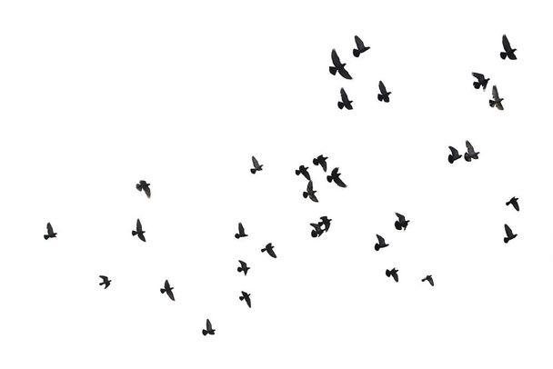 A repülő galambok fehér háttéren izolált állományát. Nyírás  - Fotó, kép