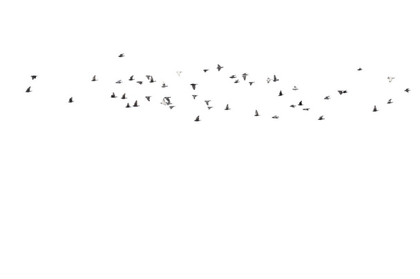 Troupeaux de pigeons volants isolés sur fond blanc. Découpage
  - Photo, image