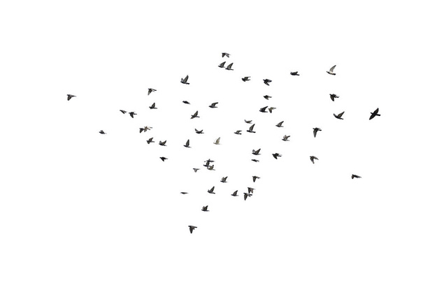 Bandos de pombos voadores isolados sobre fundo branco. Recorte
  - Foto, Imagem