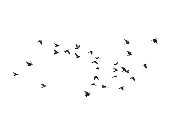 Stada latających gołębi wyizolowanych na białym tle. Przycinania  - Zdjęcie, obraz