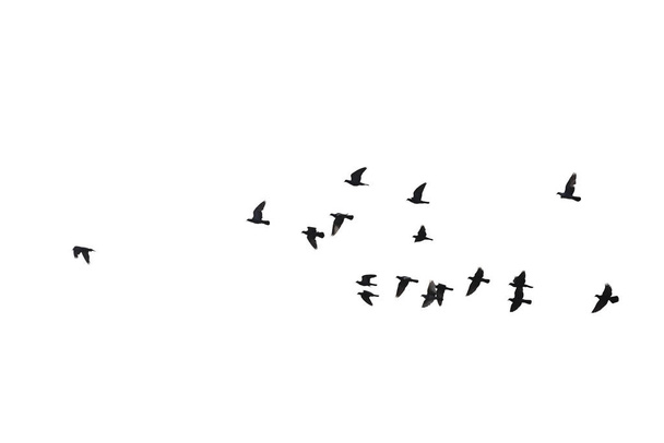 Schwärme fliegender Tauben isoliert auf weißem Hintergrund. Ausschnitt  - Foto, Bild