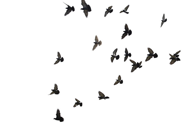 Valkoisella pohjalla eristetyt lentävät kyyhkysparvet. Leikkaus
  - Valokuva, kuva