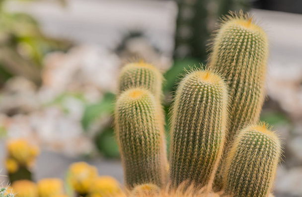 Cactus plant for the background. - Fotografie, Obrázek