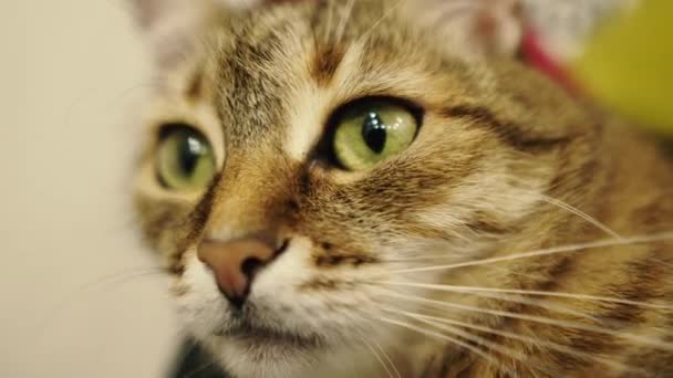 Portrait of a cat. Closeup of the face of a cat that lies on a chair. - Video, Çekim