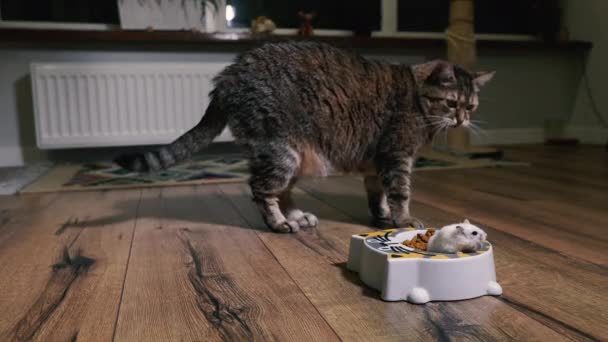 Comida para gatos. El gato mira el plato con comida de gato en el que el hámster trepó
. - Metraje, vídeo