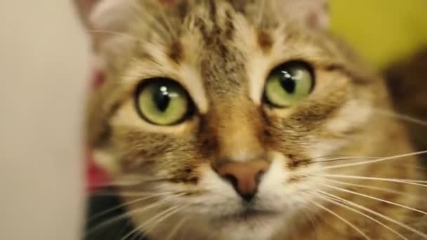 Portrait of a cat. Closeup of the face of a cat that lies on a chair. - Video, Çekim