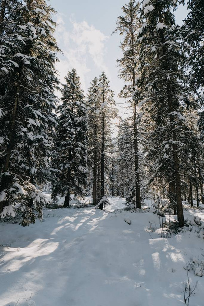 Forest surrounded by trees covered in the snow under the sunlight in winter - Photo, Image