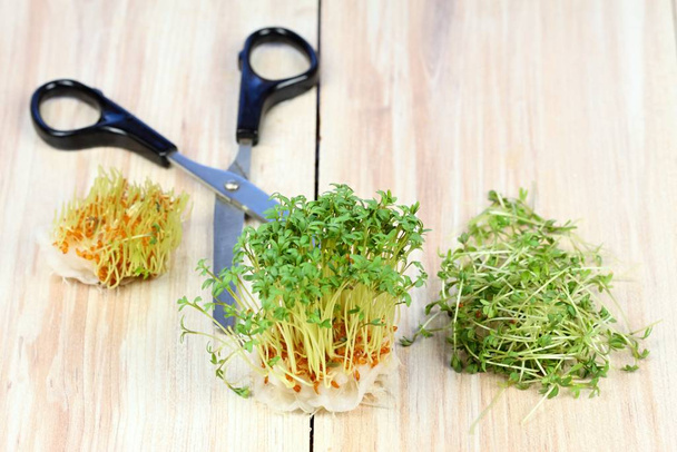 Garden cress is cut with scissors. Fresh cress growing from cotton pad , brown table. Also called mustard and cress, garden pepper cress,  pepper wort or pepper grass. - Photo, Image