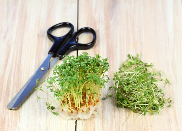 Garden cress is cut with scissors. Fresh cress growing from cotton pad , brown table. Also called mustard and cress, garden pepper cress,  pepper wort or pepper grass. - 写真・画像