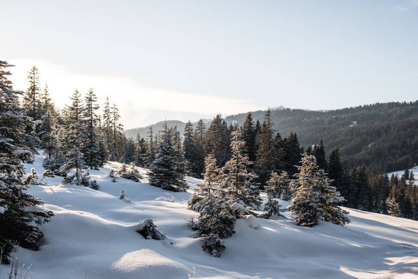 Spruce forest during winter covered with snow - Foto, Bild