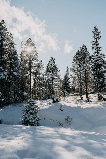 Vertikální obraz lesa pokrytého sněhem pod slunečním svitem v zimě - Fotografie, Obrázek