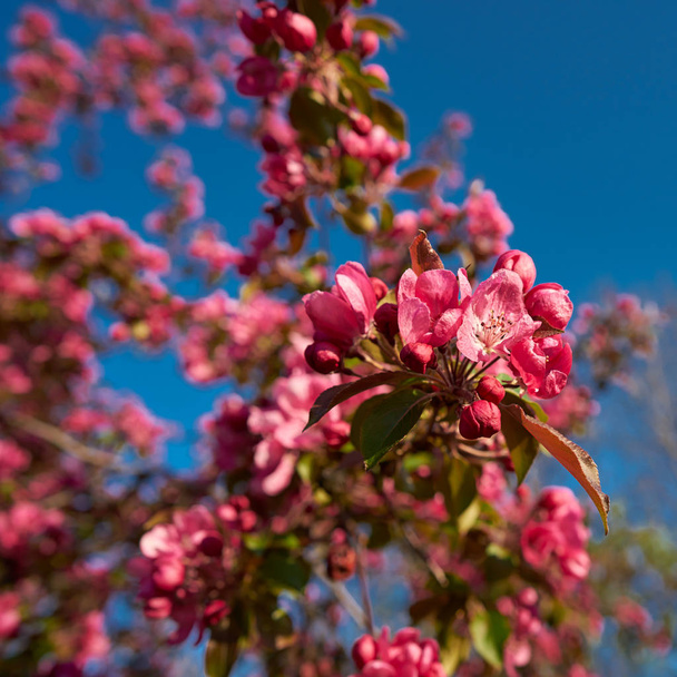   春の梅の木の赤い花                              - 写真・画像