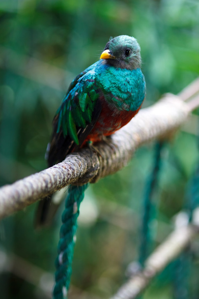 Quetzal - Foto, afbeelding