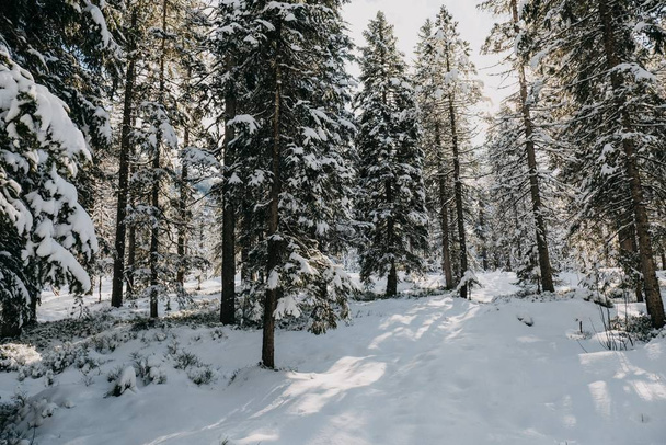 Wald umgeben von schneebedeckten Bäumen unter dem Sonnenlicht im Winter - Foto, Bild