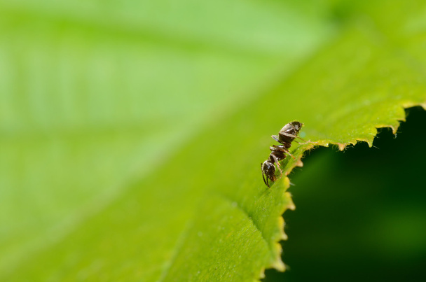 hormiga sobre hoja verde - Foto, imagen