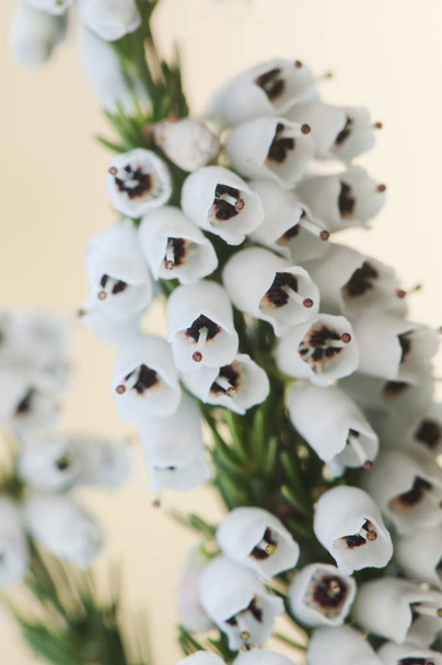 Έρικα δενδρόκηπος θάμνος με μικρά λευκά κερώδη άνθη που ανθίζουν λόγω των υψηλών θερμοκρασιών το χειμώνα - Φωτογραφία, εικόνα