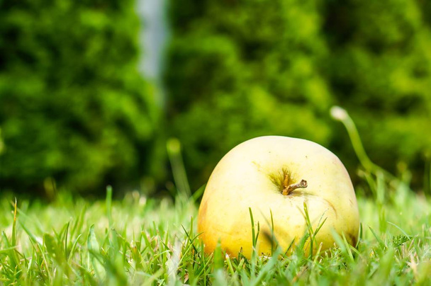 Closeup shot of an apple on a grassy ground - Foto, imagen