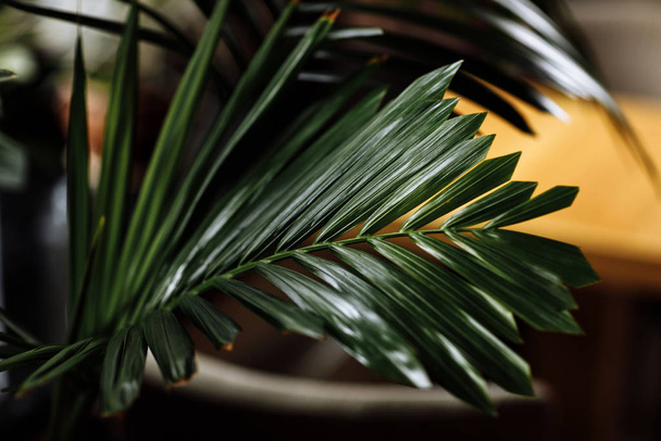gros plan des plantes d'intérieur Leaf dans le salon. focus sélectif
 - Photo, image