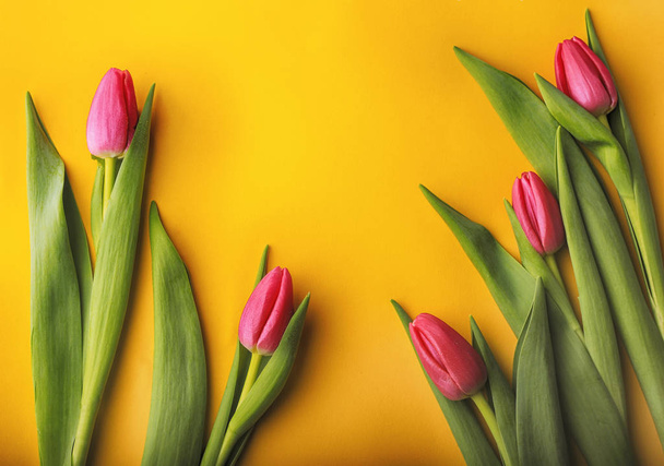 Colocação plana de tulipas para criar cartões para diferentes feriados
 - Foto, Imagem