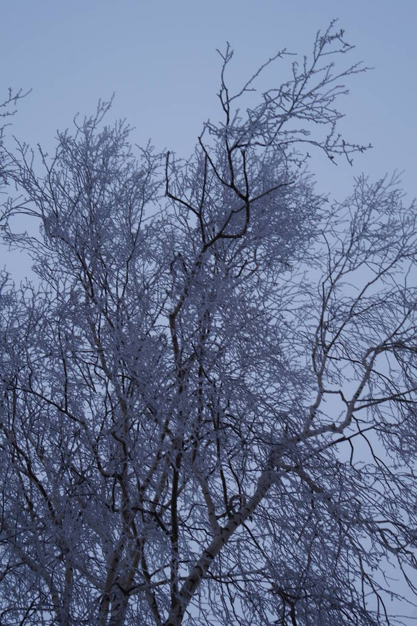 Orman manzarasında ağaç gövdeleri. Kış aylarında en az satır içeren soyut kompozisyon arkaplanı - Fotoğraf, Görsel