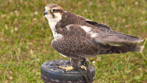 Hawk harrier - bird of prey - Photo, Image