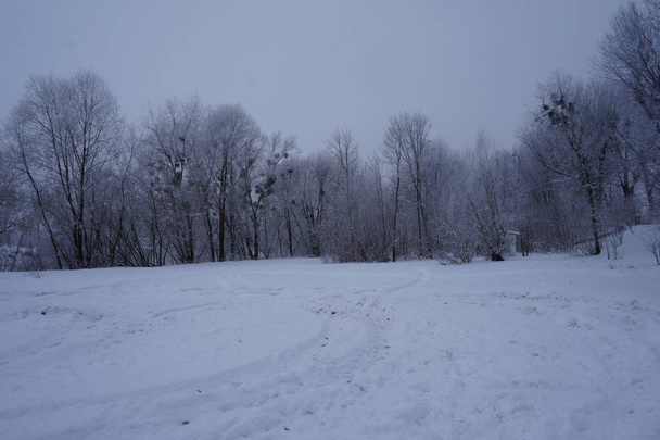Paesaggio invernale nebbioso con abeti - Foto, immagini