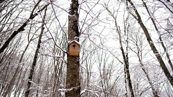 Зима, білий сніг на дереві птахів
 - Фото, зображення