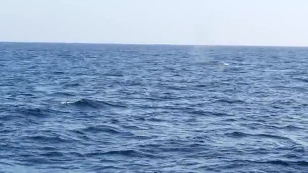 Zeegezicht Uitzicht vanaf de boot van Grey Whale in Ocean tijdens Whalewatching trip, California, Usa. Eschrichtius robustus migreert naar het zuiden naar de winter bevallingslagune langs de Pacifische kust. Zeedieren in het wild. - Video