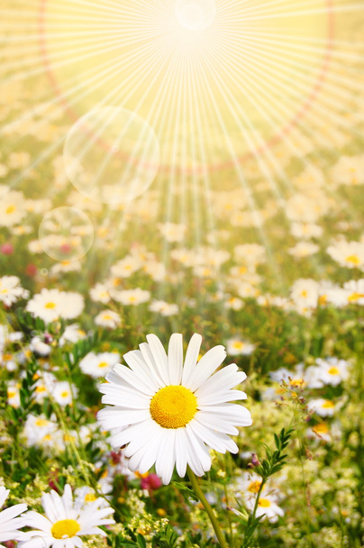 Flower and sun - Photo, Image